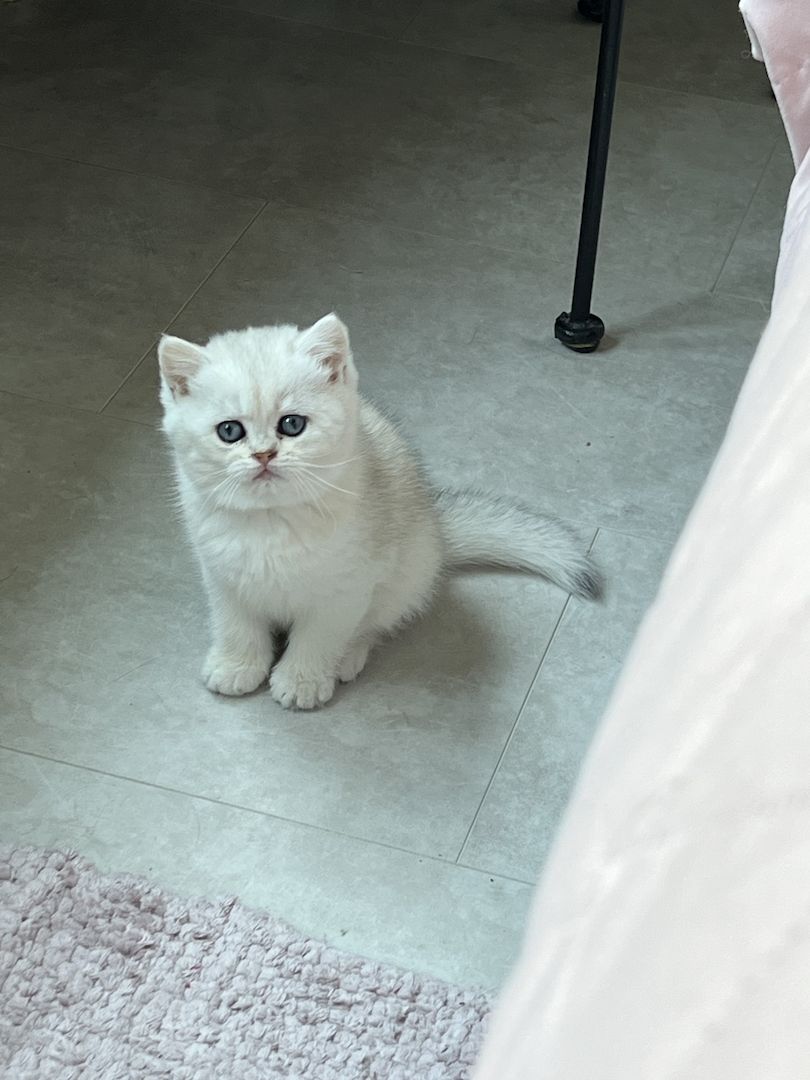 BKH Kitten in gold und silver