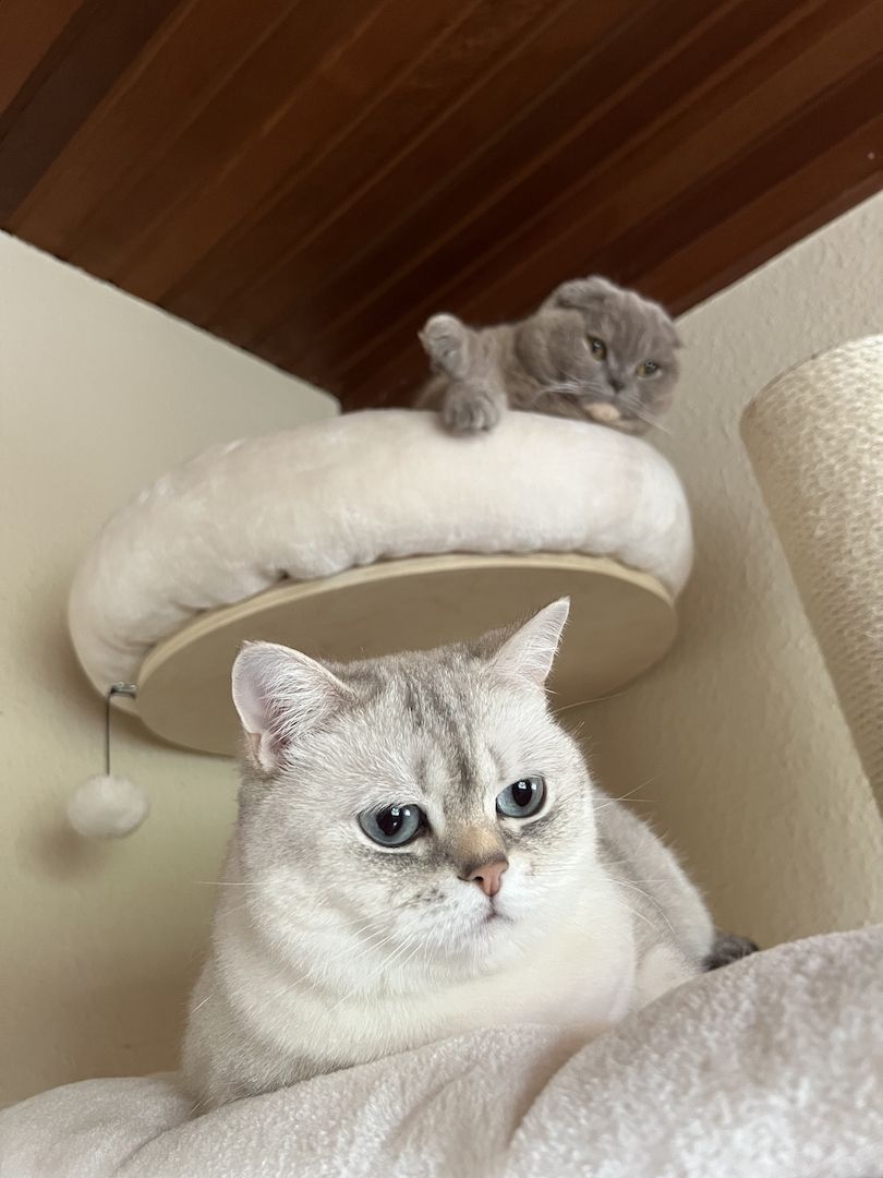 BKH britisch Kurzhaar 