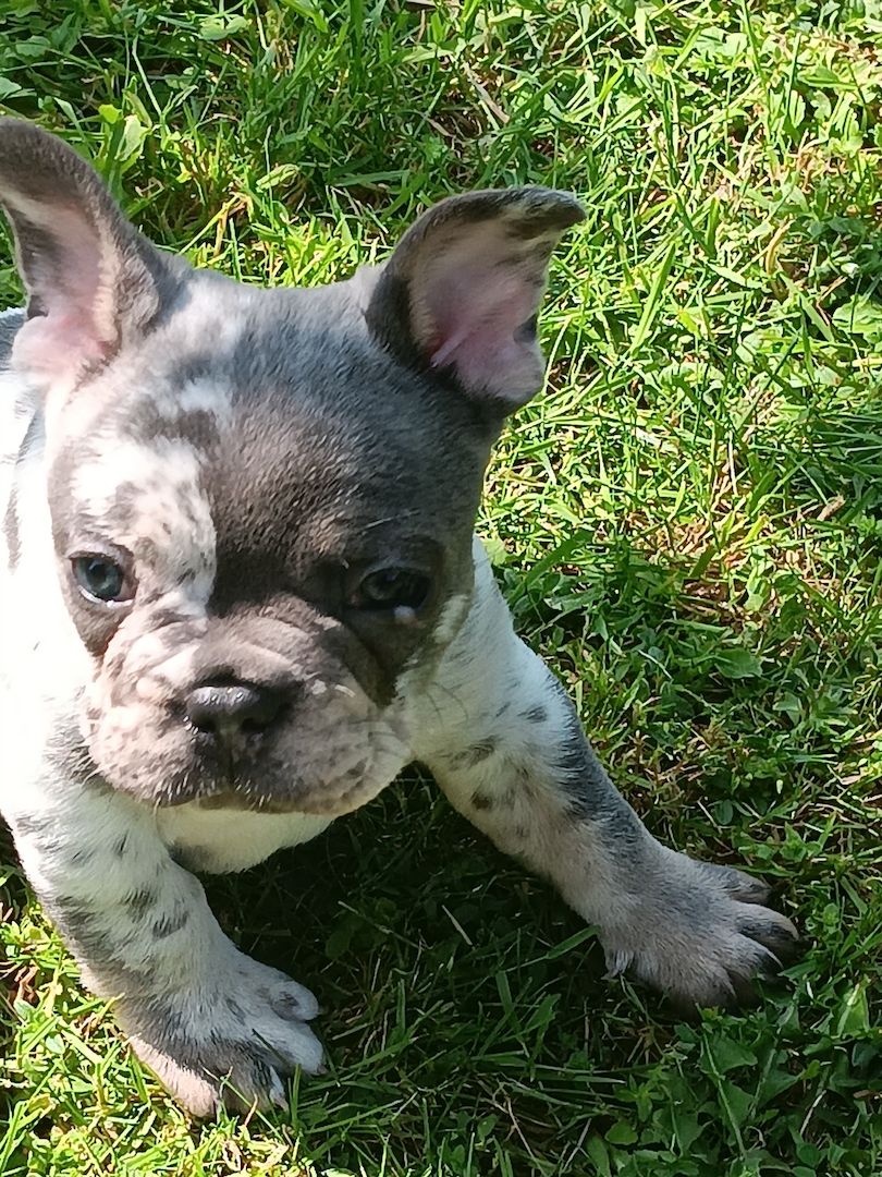 Französische Bulldogge