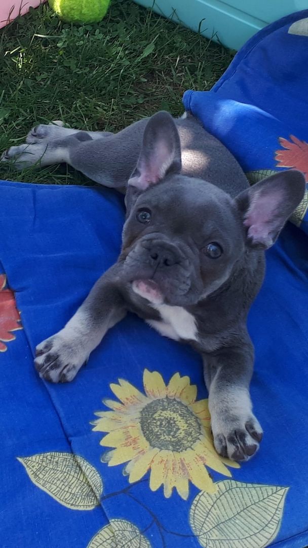 Französische Bulldogge