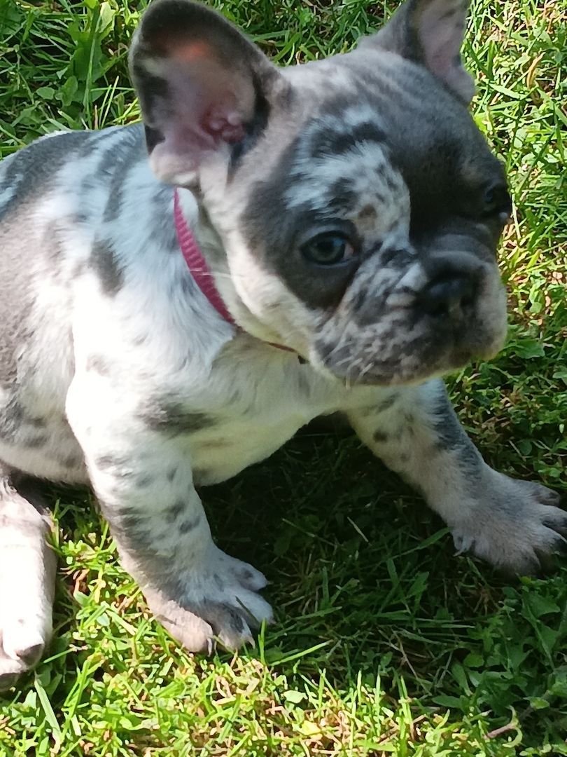 Französische Bulldogge