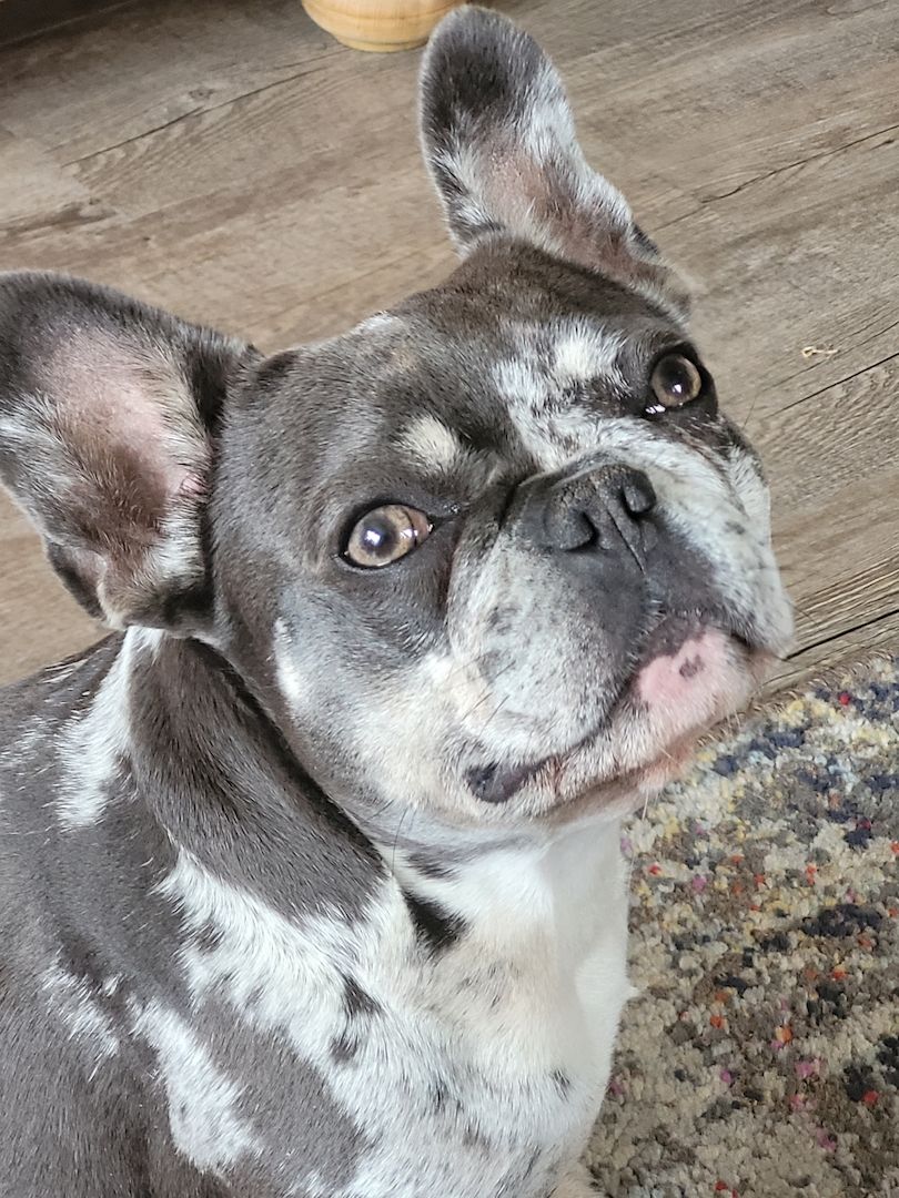 Französische Bulldogge