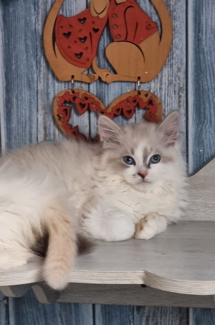 Neva Masquarade mit Stammbaum