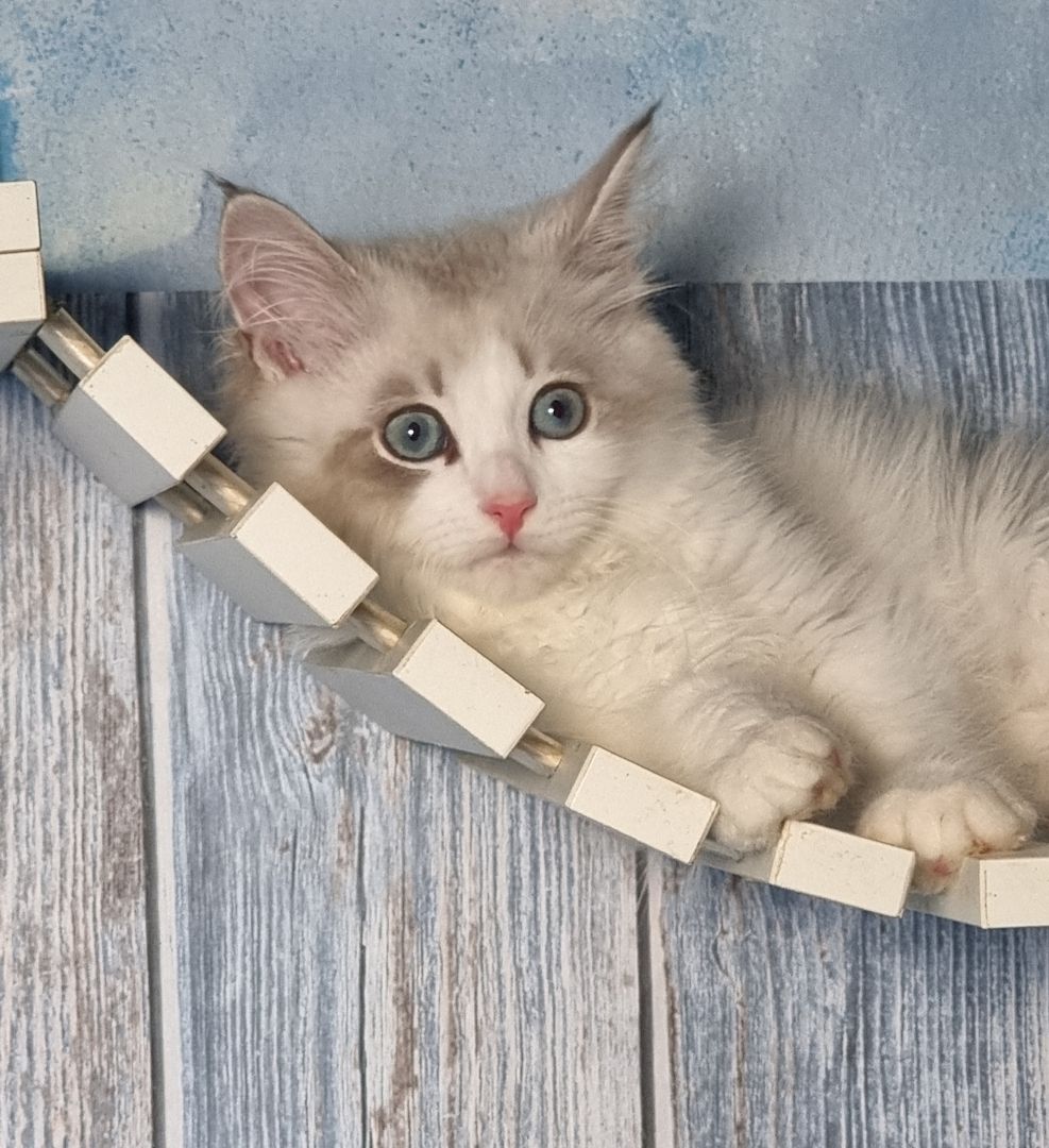 Neva Masquarade mit Stammbaum