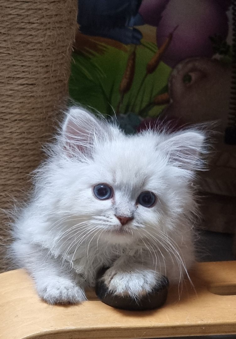 Neva Masquarade mit Stammbaum