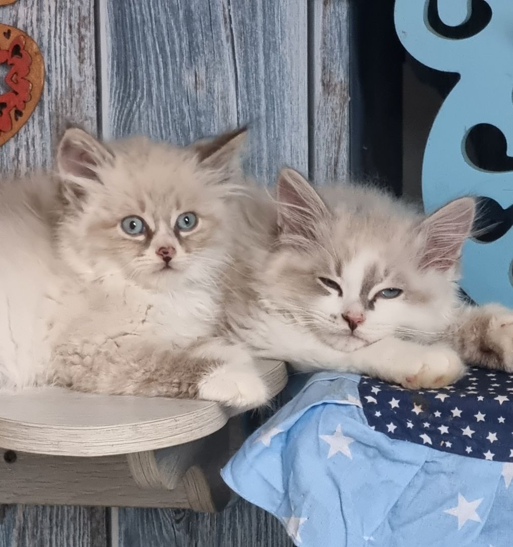 Neva Masquarade mit Stammbaum