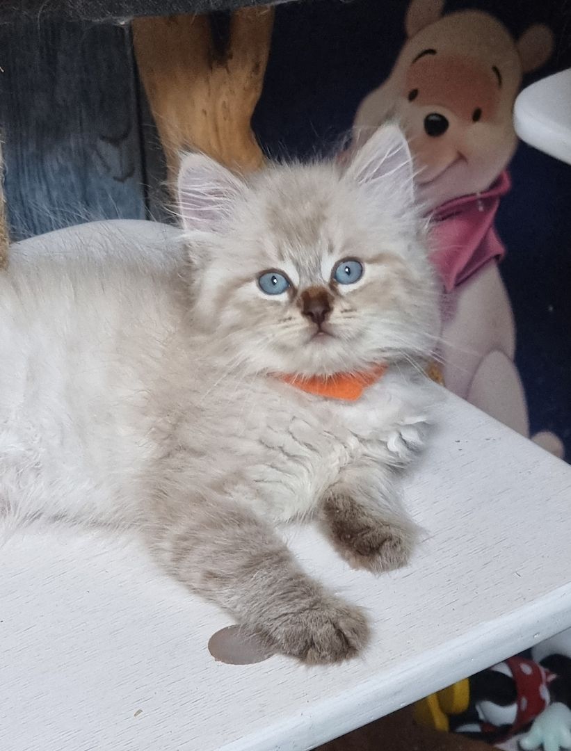 Neva Masquarade mit Stammbaum