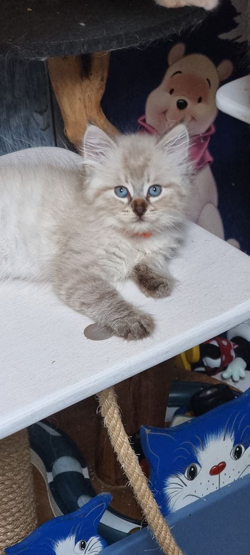 Neva Masquarade mit Stammbaum