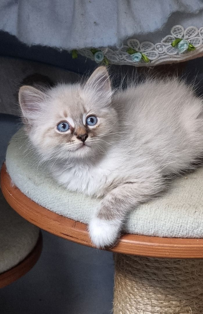 Neva Masquarade mit Stammbaum