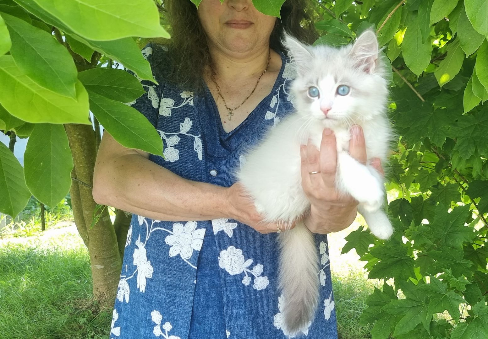 Neva Masquarade mit Stammbaum