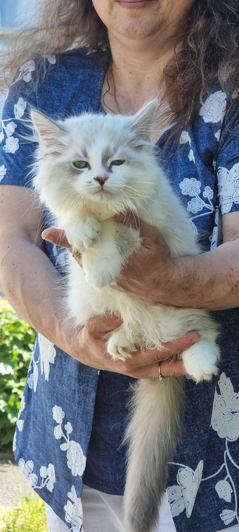 Neva Masquarade mit Stammbaum