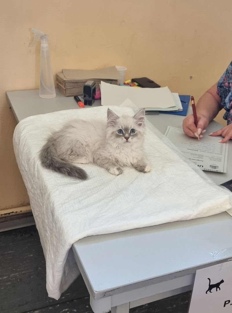 Neva Masquarade mit Stammbaum