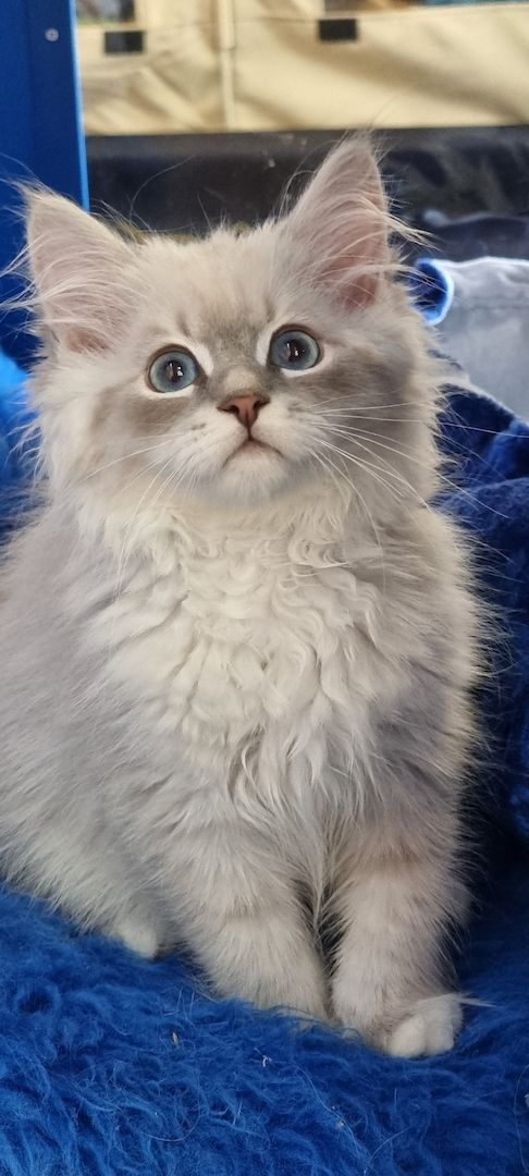 Neva Masquarade mit Stammbaum