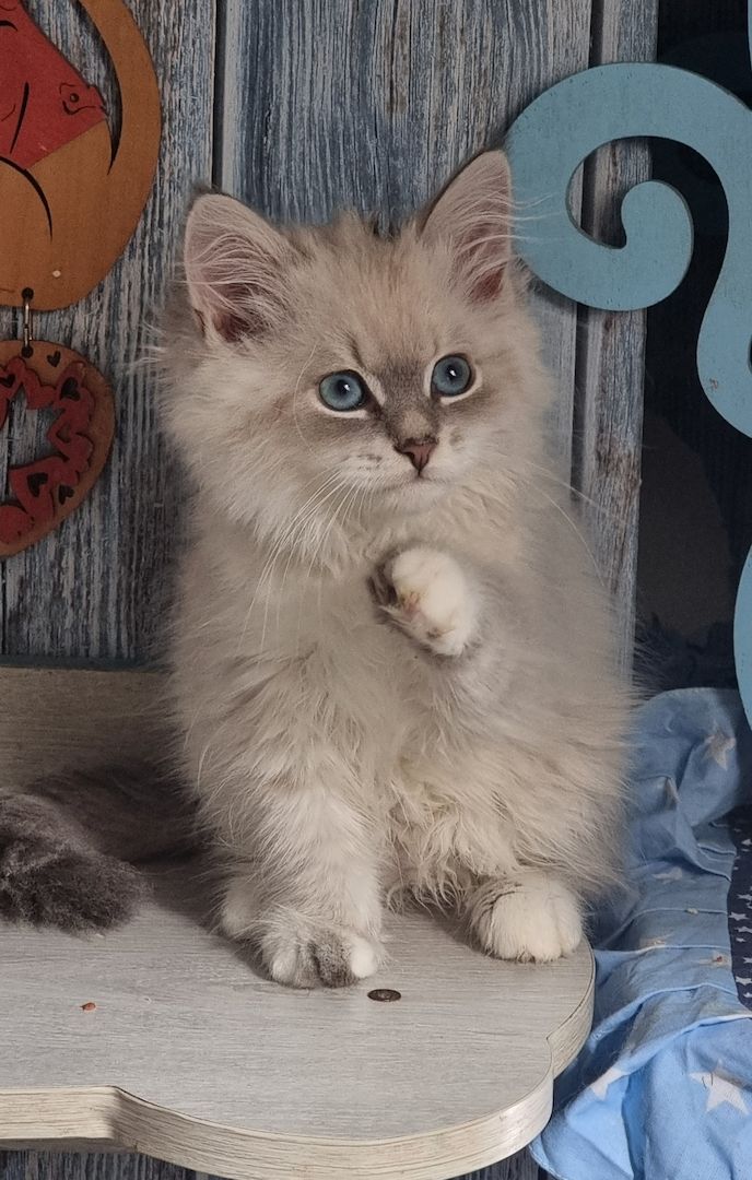 Neva Masquarade mit Stammbaum