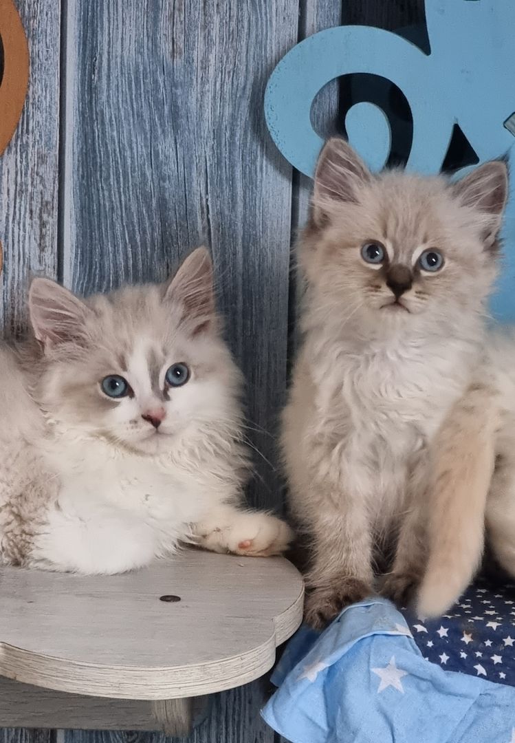 Neva Masquarade mit Stammbaum