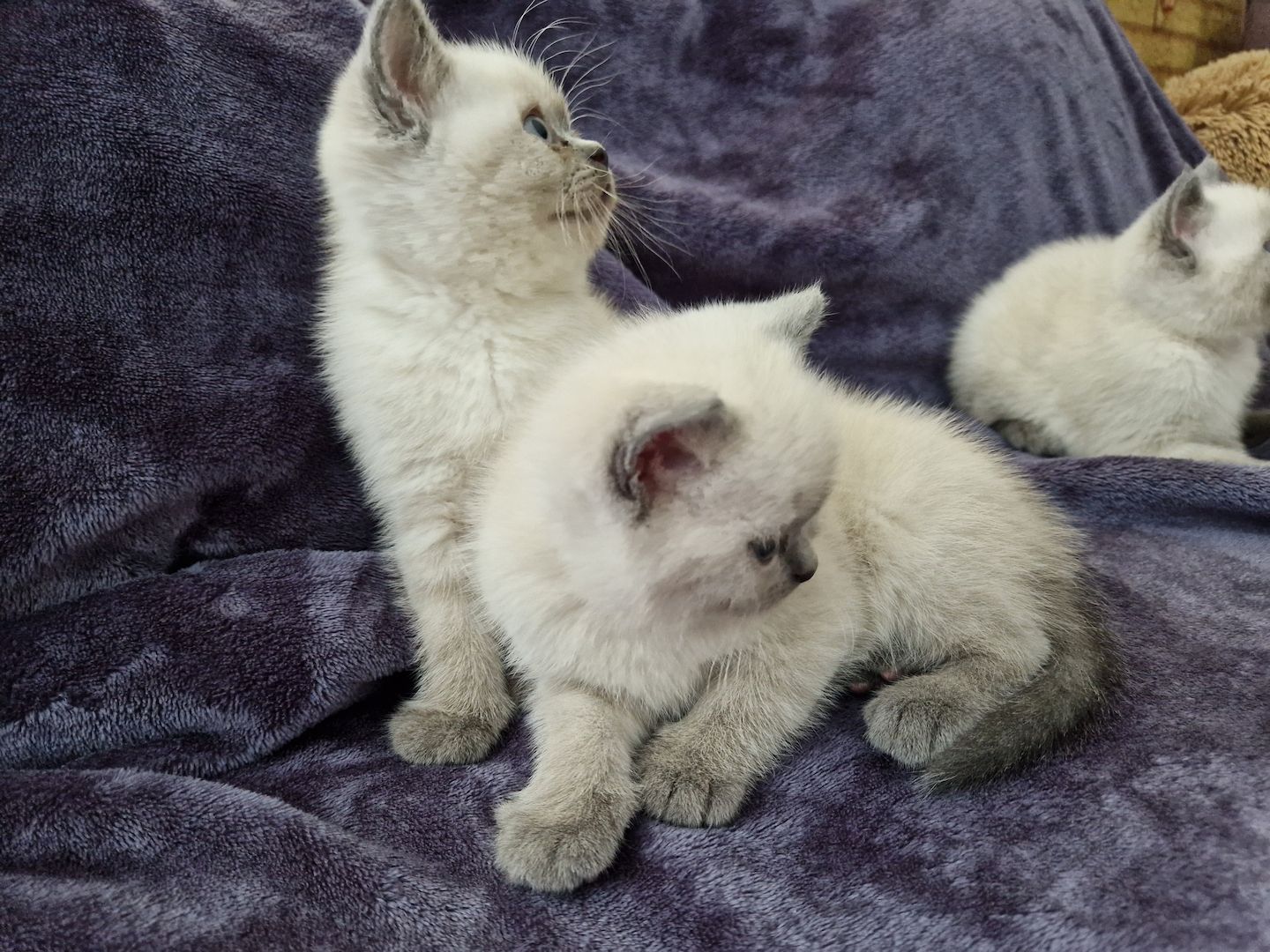 Reinrassige BKH Kitten