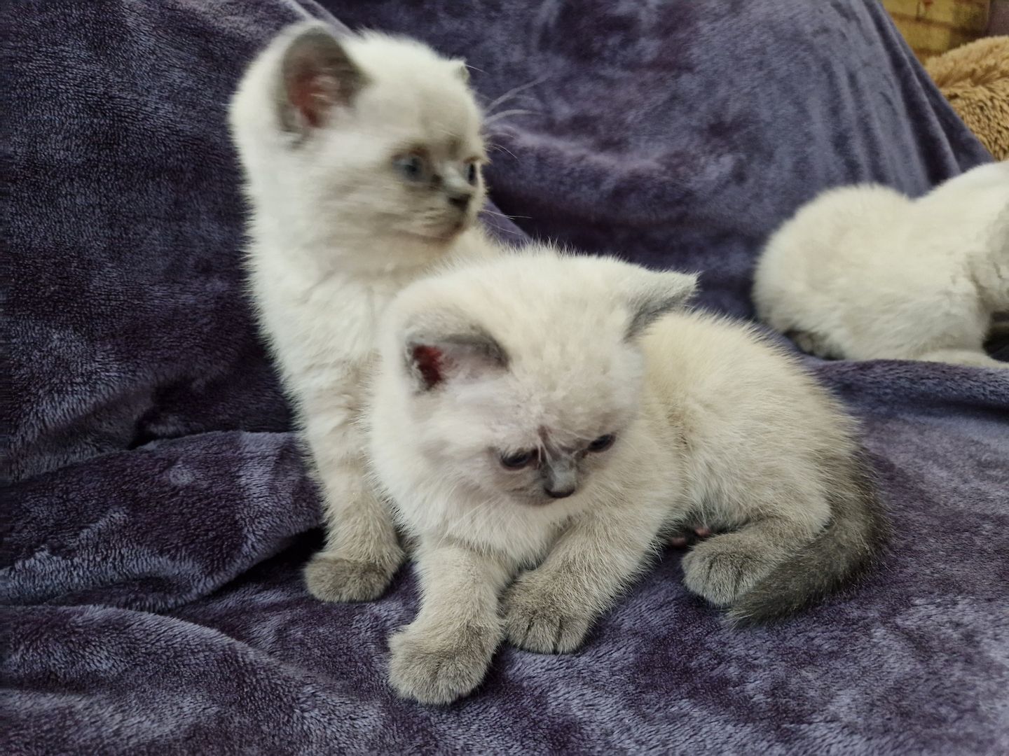 Reinrassige BKH Kitten