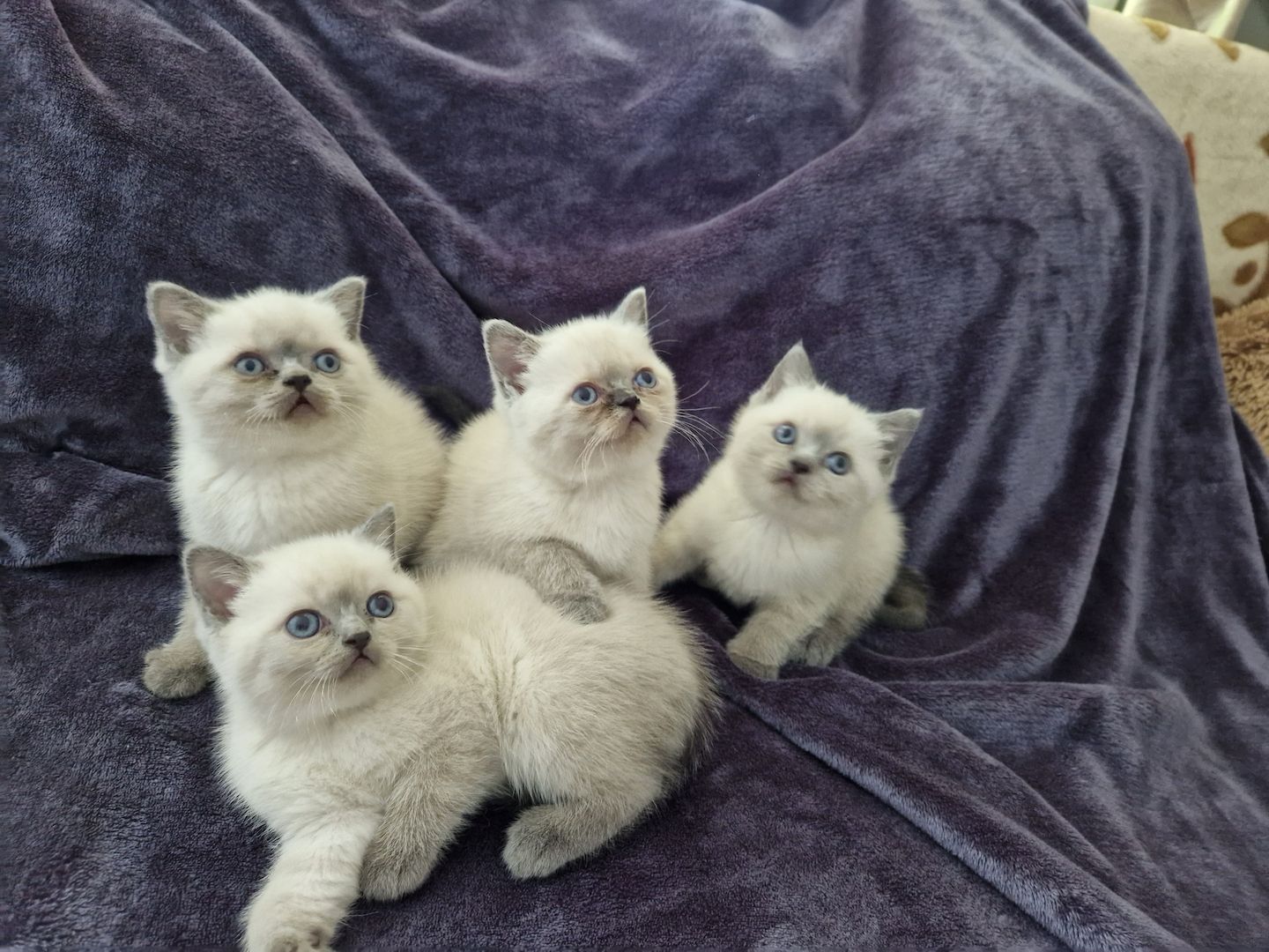 Reinrassige BKH Kitten