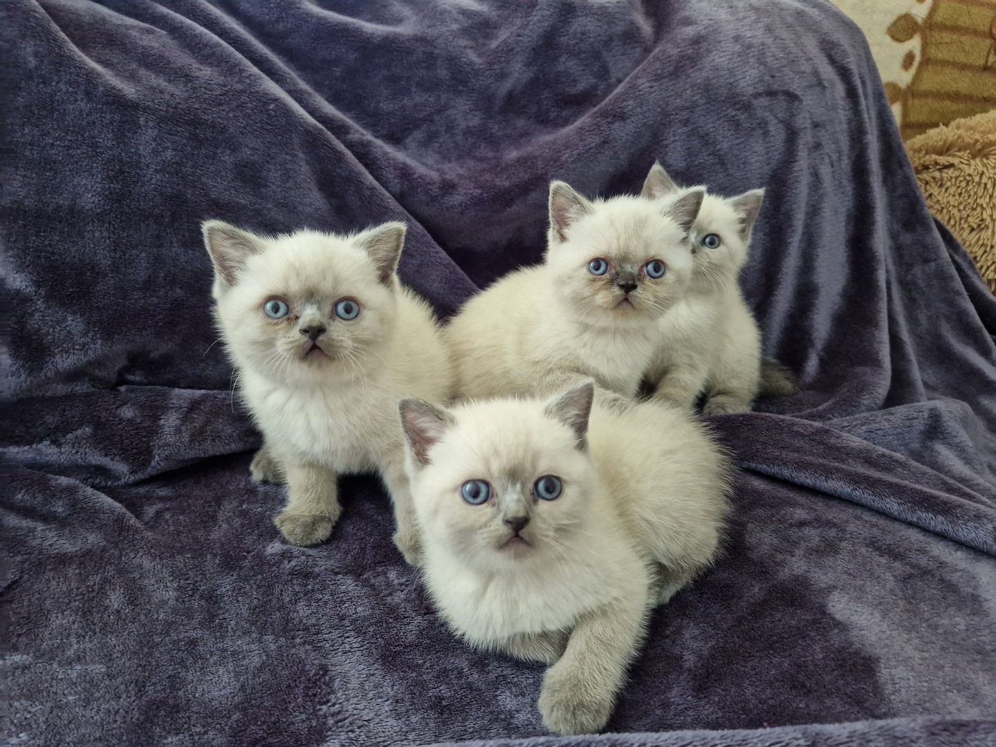 Reinrassige BKH Kitten