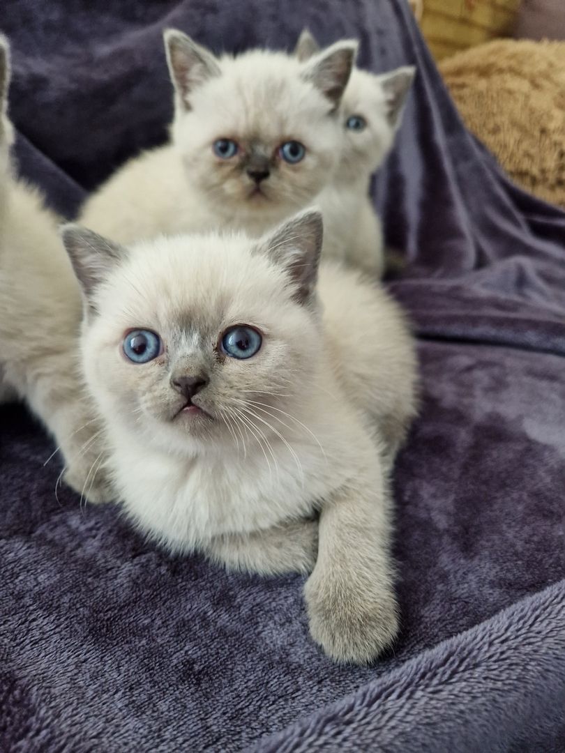 Reinrassige BKH Kitten