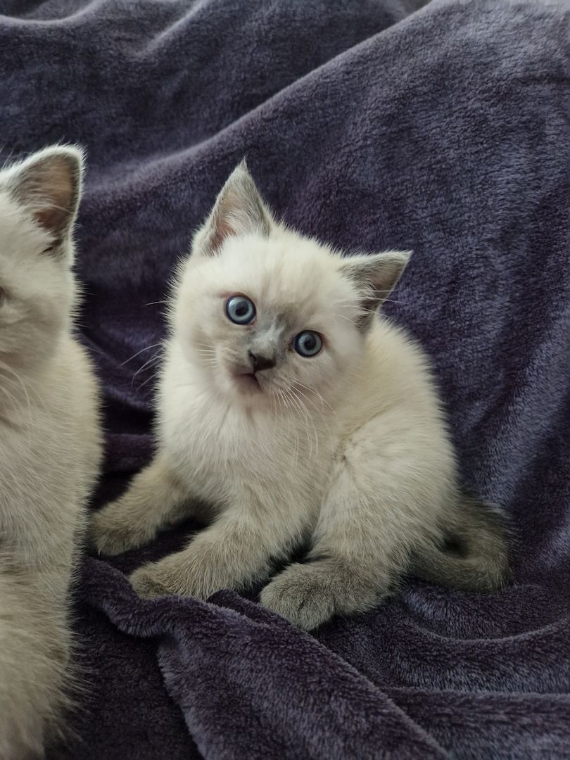 Reinrassige BKH Kitten