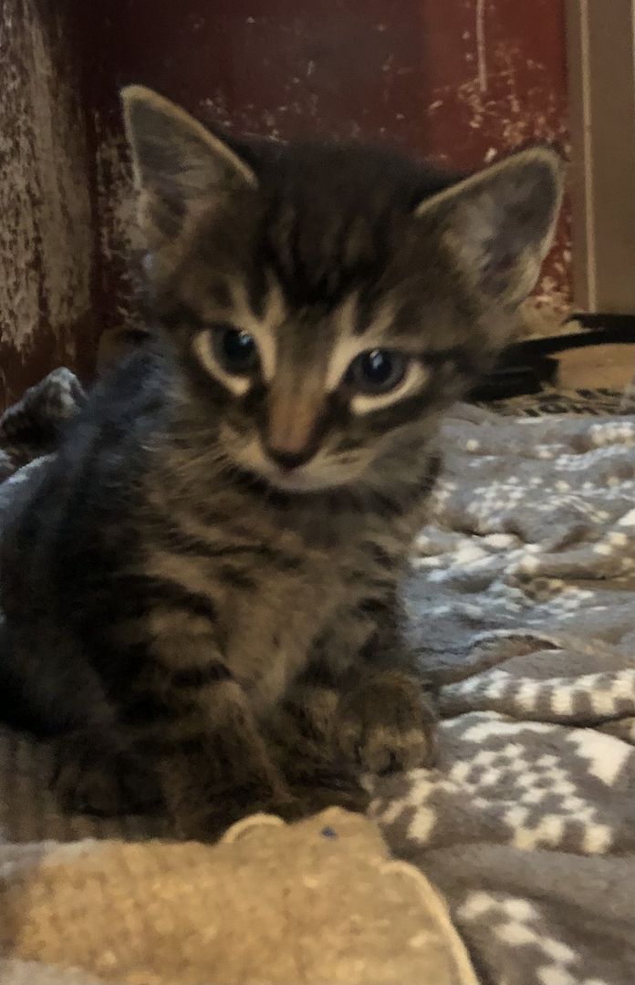 Katzenbabys Britisch Kurzhaar Mix