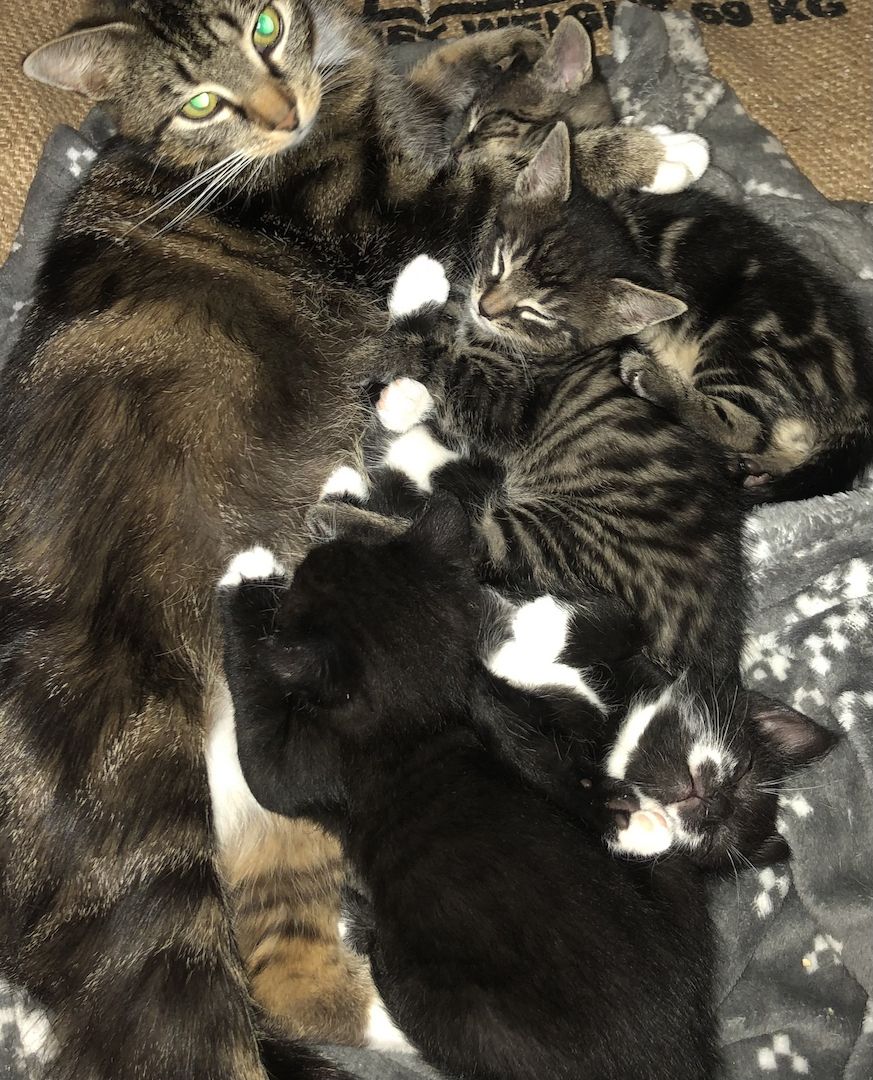 Katzenbabys Britisch Kurzhaar Mix