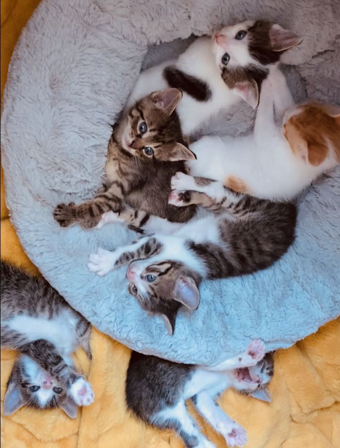 Kitten - Katzenbabys