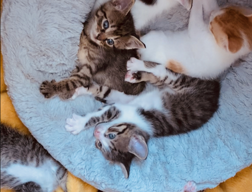 Kitten - Katzenbabys