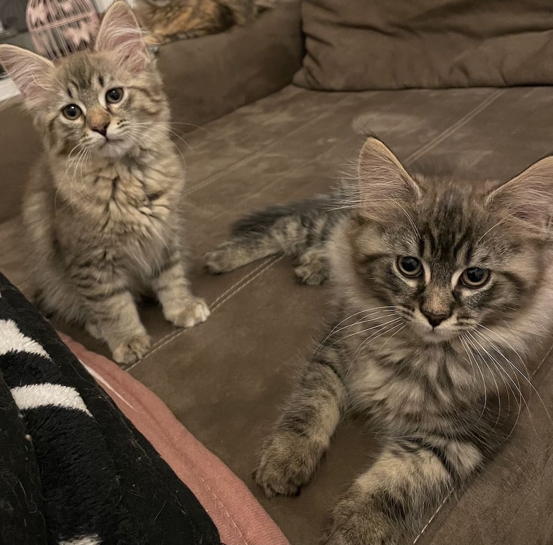 16 Wochen alte Maine Coon Kitten