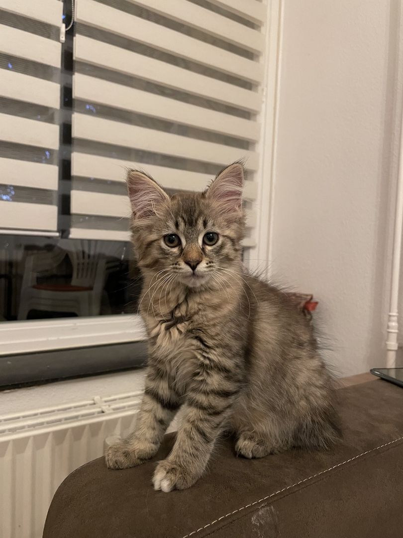 16 Wochen alte Maine Coon Kitten