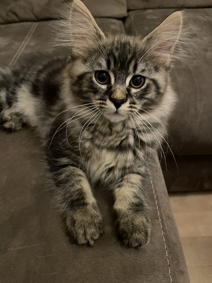 16 Wochen alte Maine Coon Kitten