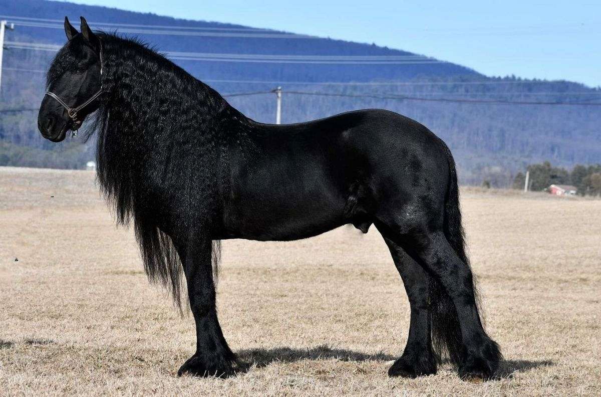 Freizeit & Anfänger 9 Jahre alter Friesenwallach!