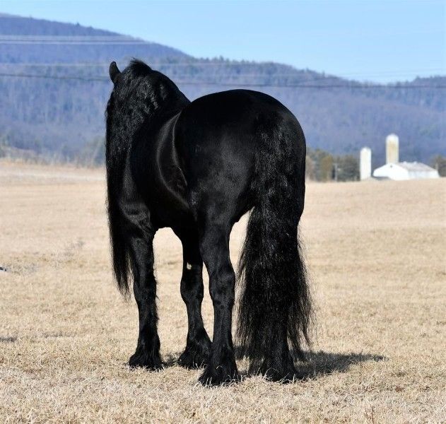 Freizeit & Anfänger 9 Jahre alter Friesenwallach!