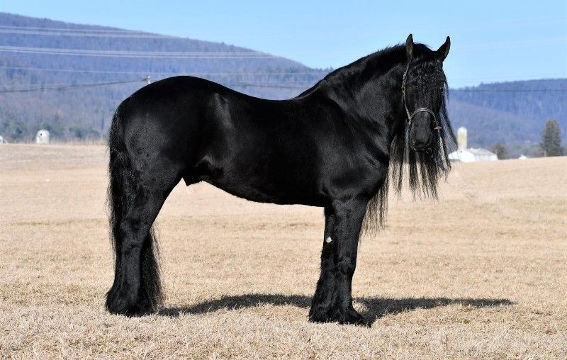 Freizeit & Anfänger 9 Jahre alter Friesenwallach!