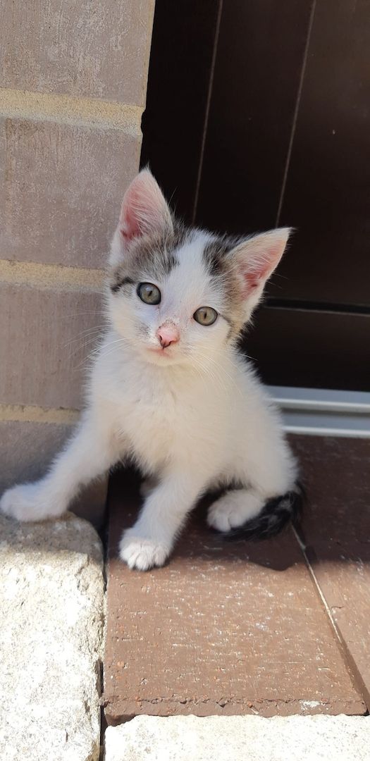 Kitten, Kätzchen, Katze Kitten, Kätzchen, Katze