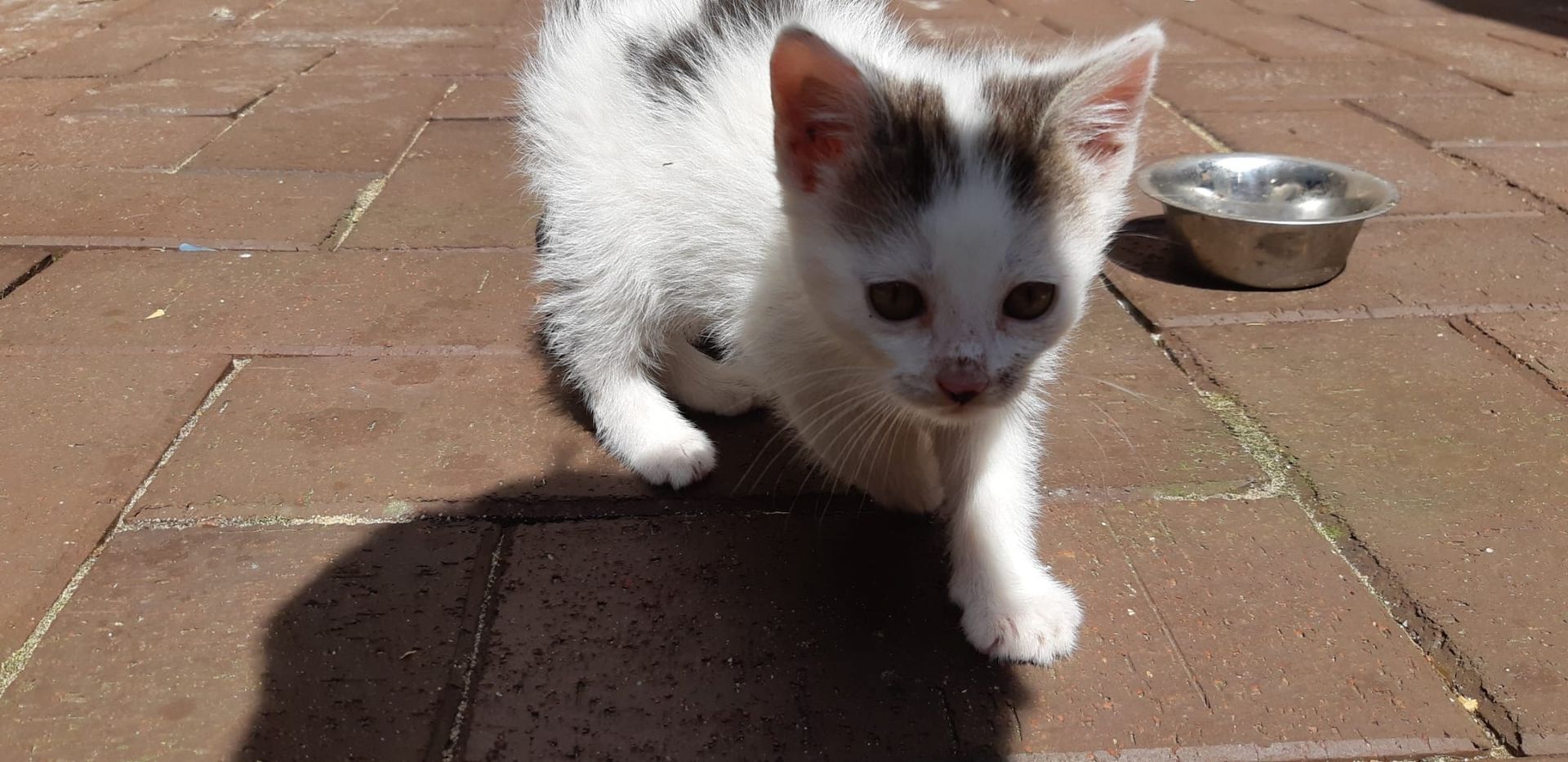 Kitten, Kätzchen, Katze Kitten, Kätzchen, Katze