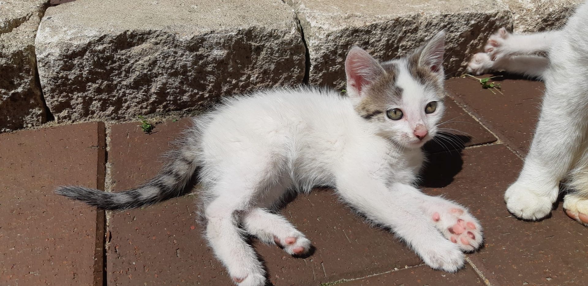 Kitten, Kätzchen, Katze Kitten, Kätzchen, Katze