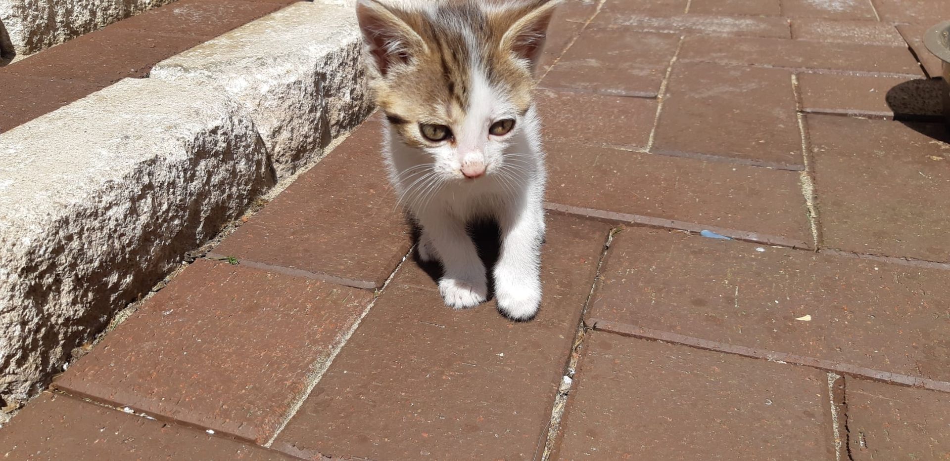 Kitten, Kätzchen, Katze Kitten, Kätzchen, Katze