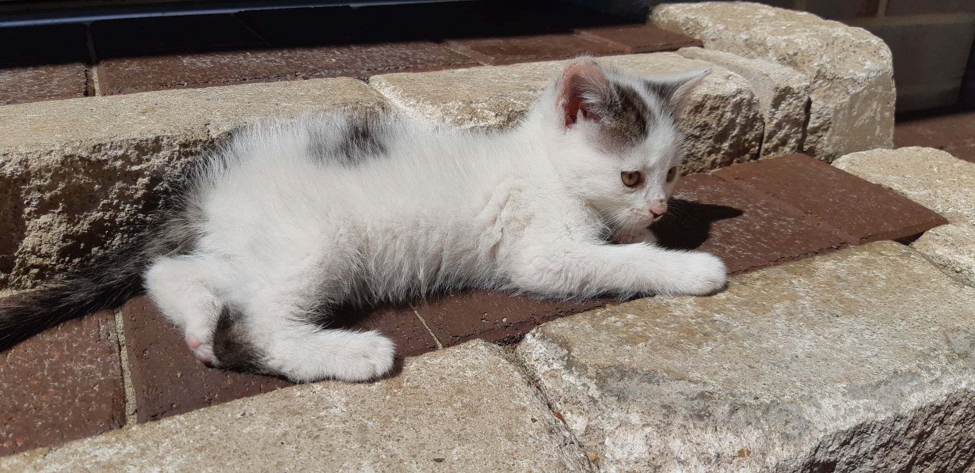 Kitten, Kätzchen, Katze Kitten, Kätzchen, Katze