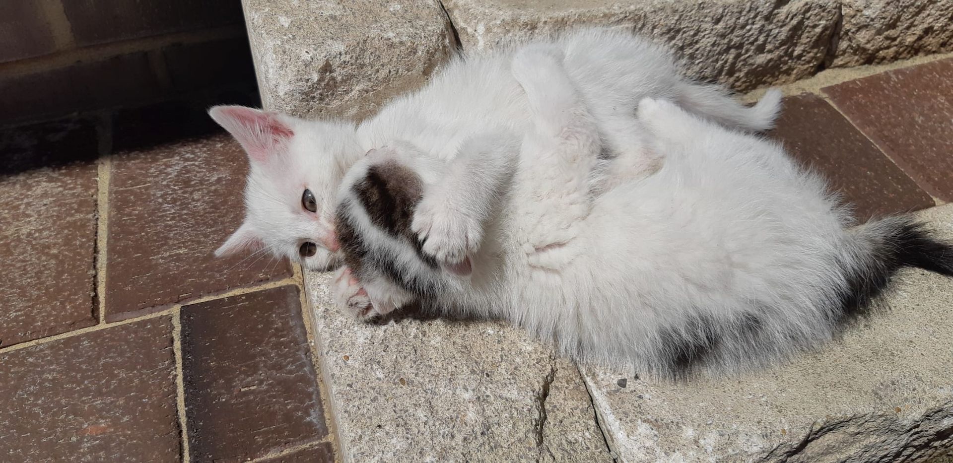 Kitten, Kätzchen, Katze Kitten, Kätzchen, Katze