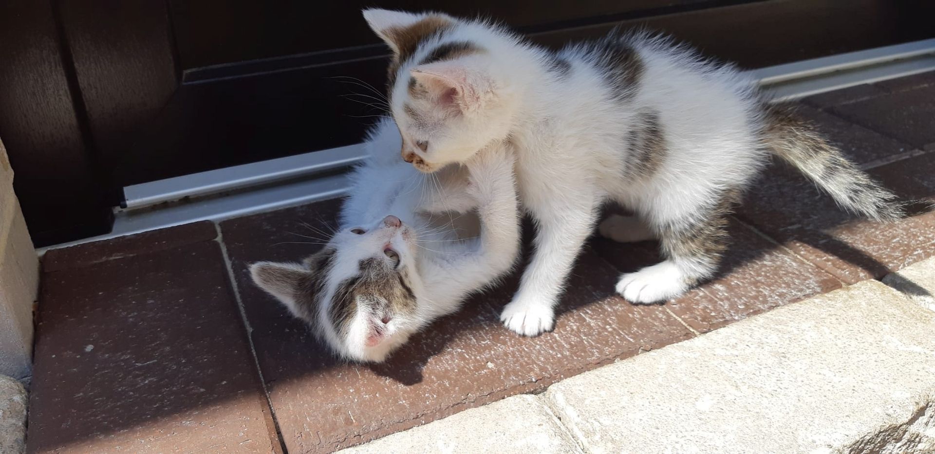 Kitten, Kätzchen, Katze Kitten, Kätzchen, Katze