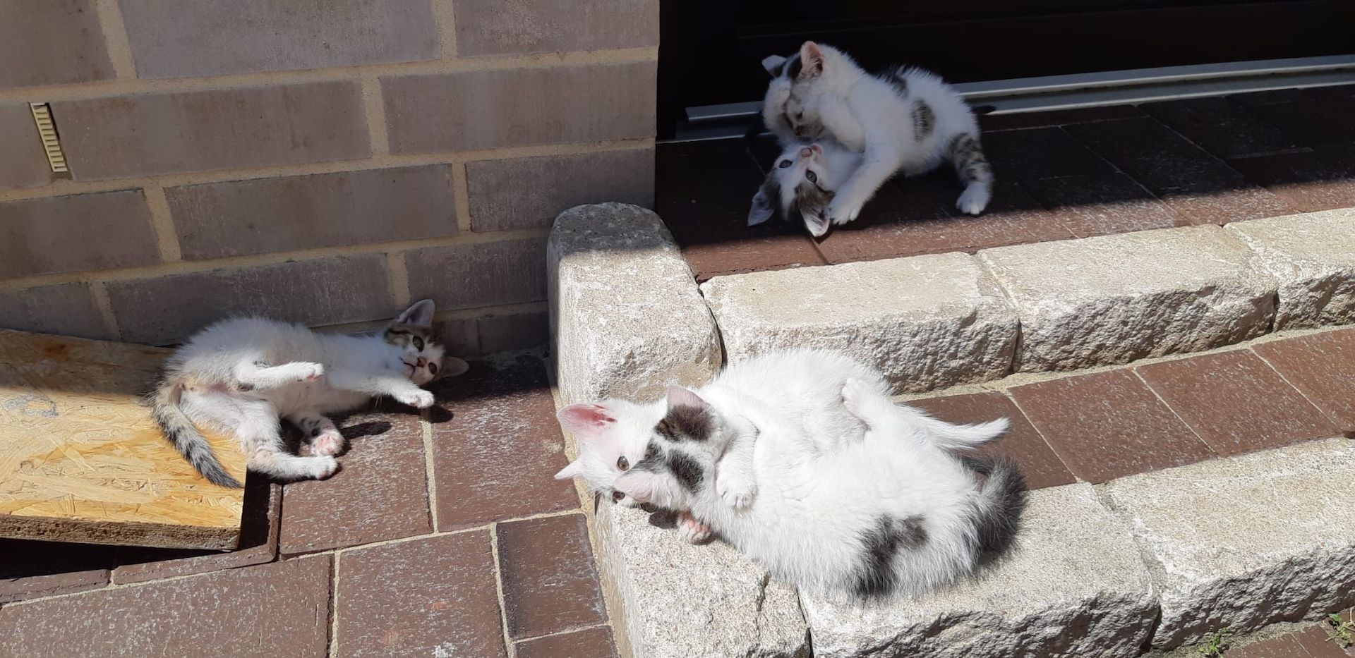 Kitten, Kätzchen, Katze Kitten, Kätzchen, Katze