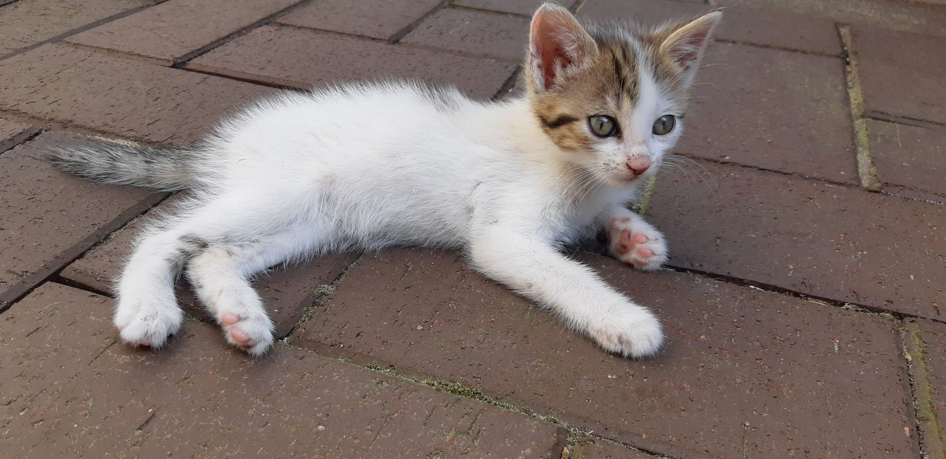 Kitten, Kätzchen, Katze Kitten, Kätzchen, Katze