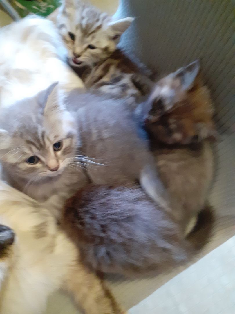 BKH-Maine Coon Kitten