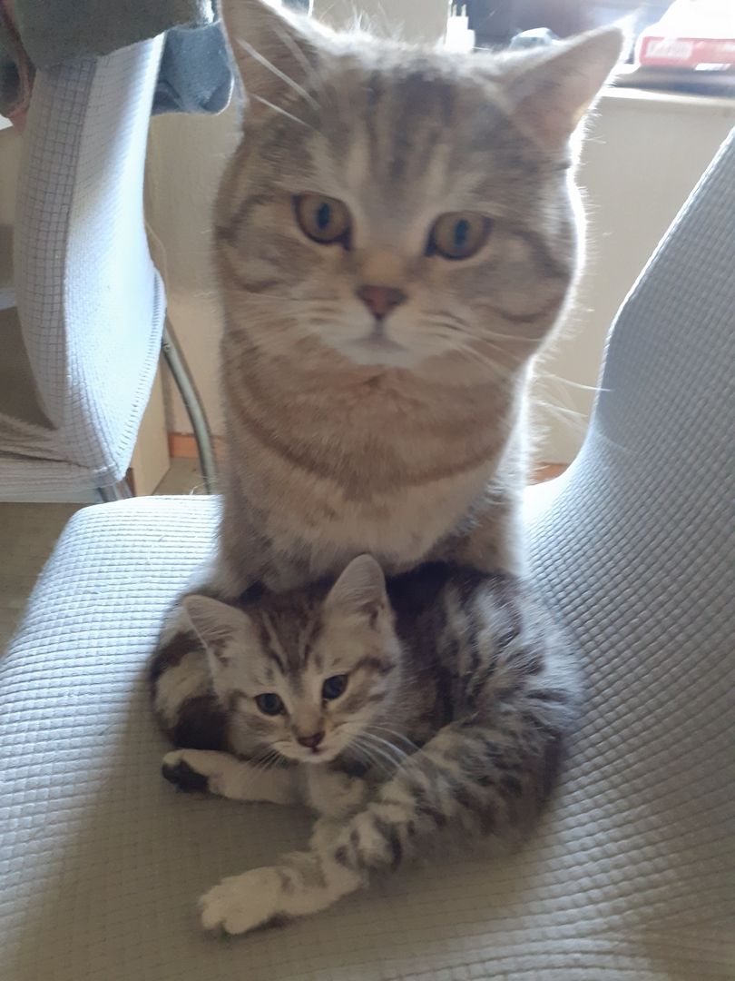 BKH-Maine Coon Kitten