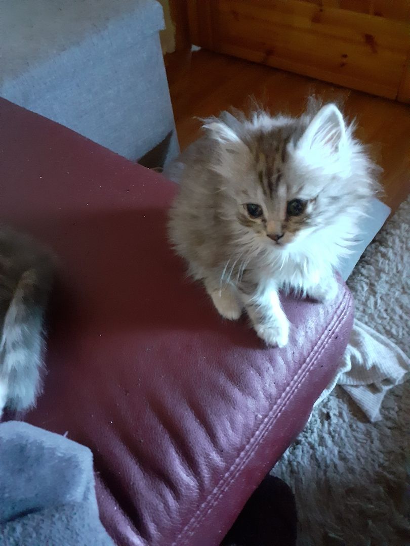 BKH-Maine Coon Kitten