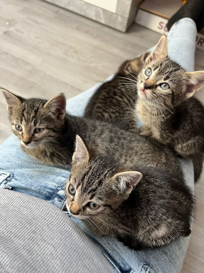 BKH Mix Kitten Katzenbabys