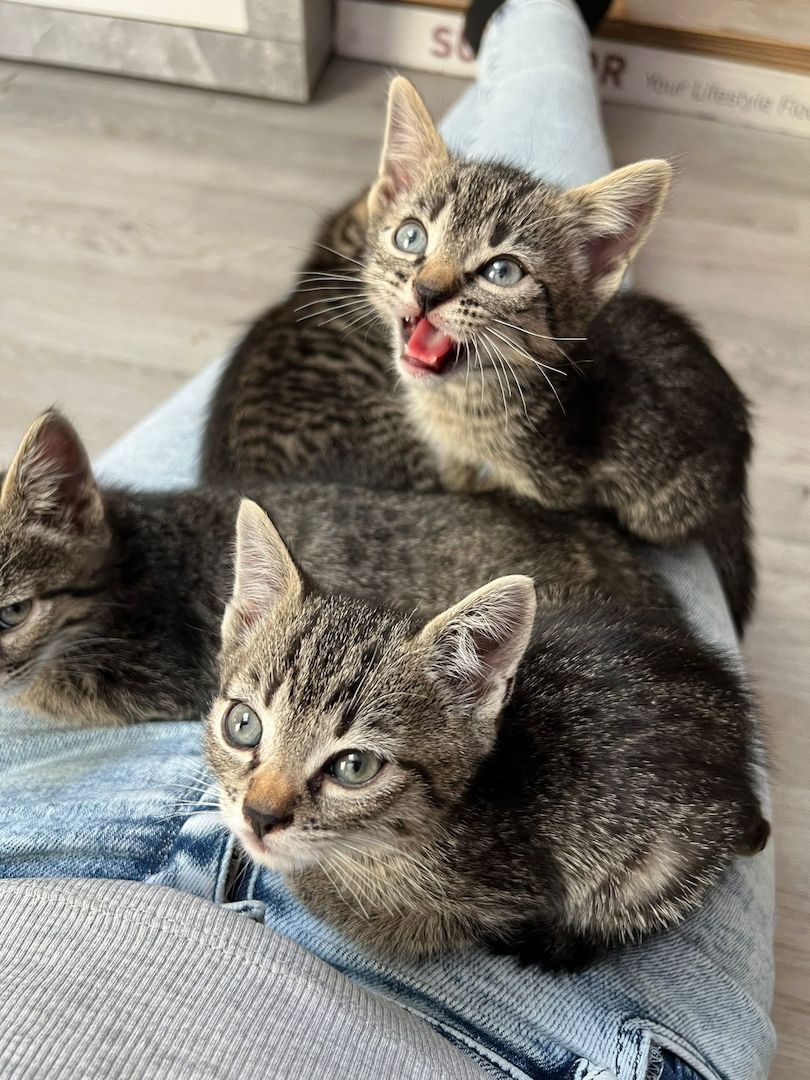 BKH Mix Kitten Katzenbabys