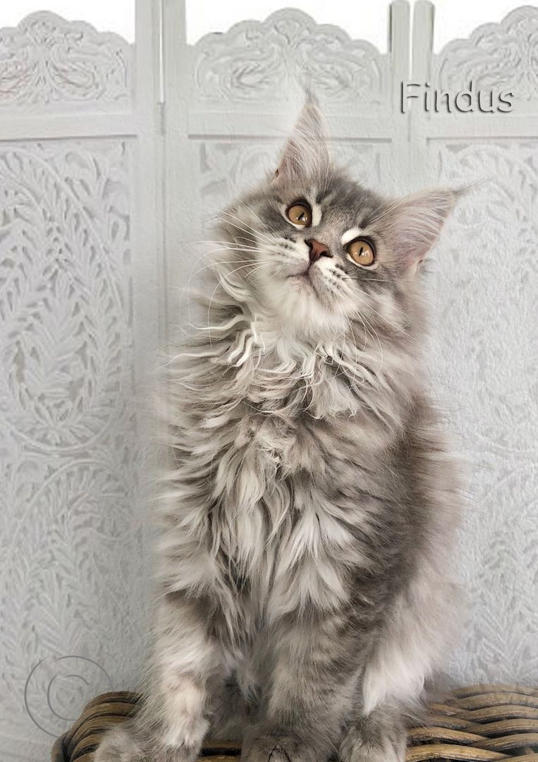 Maine Coon Kitten XXL